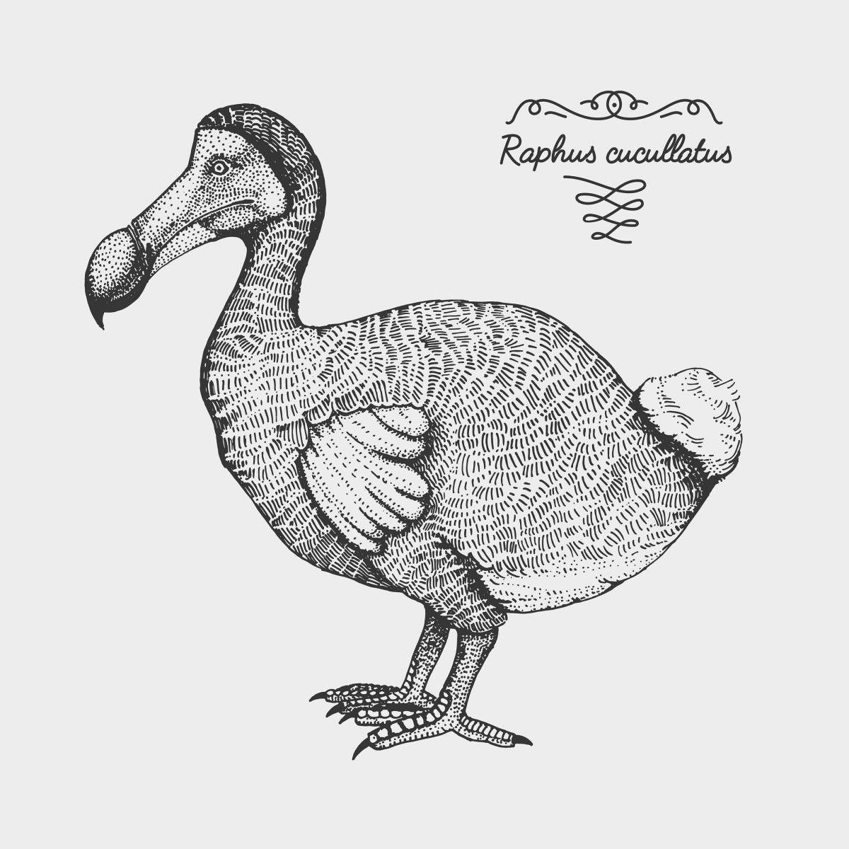 Adorable dodo bird coloring book