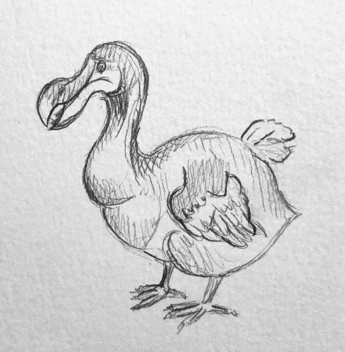 Coloring cute dodo bird
