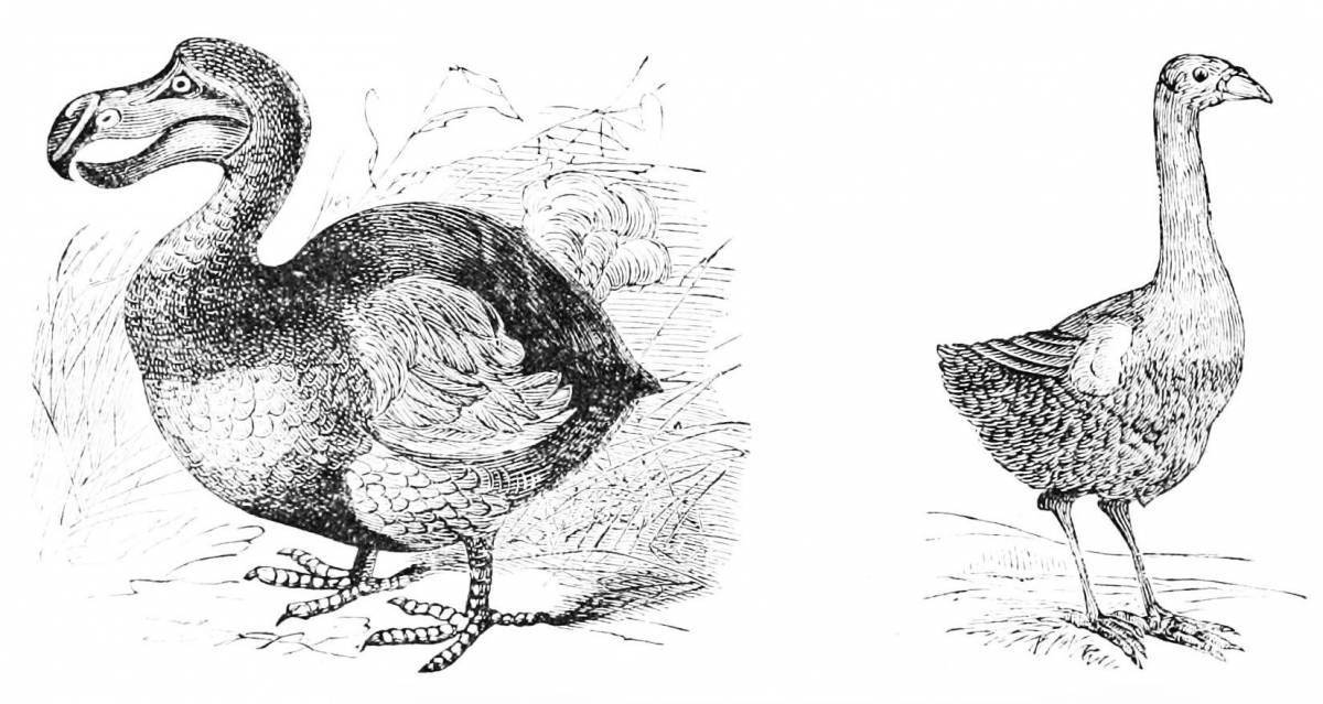 Rampant dodo bird coloring page