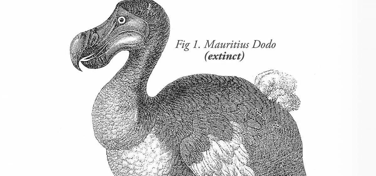 Coloring live dodo bird