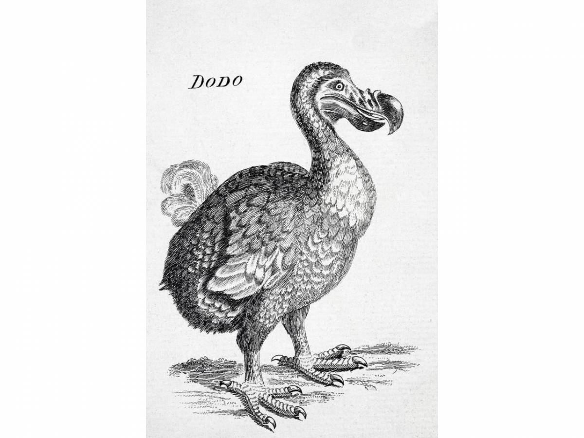 Раскраска великолепная птица додо