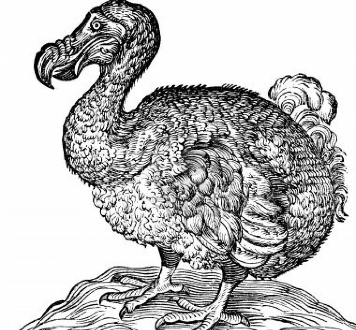 Раскраска radiant dodo bird