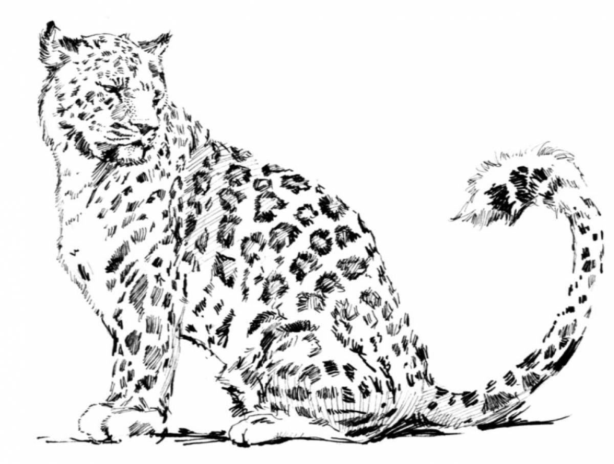 Amazing snow leopard coloring page