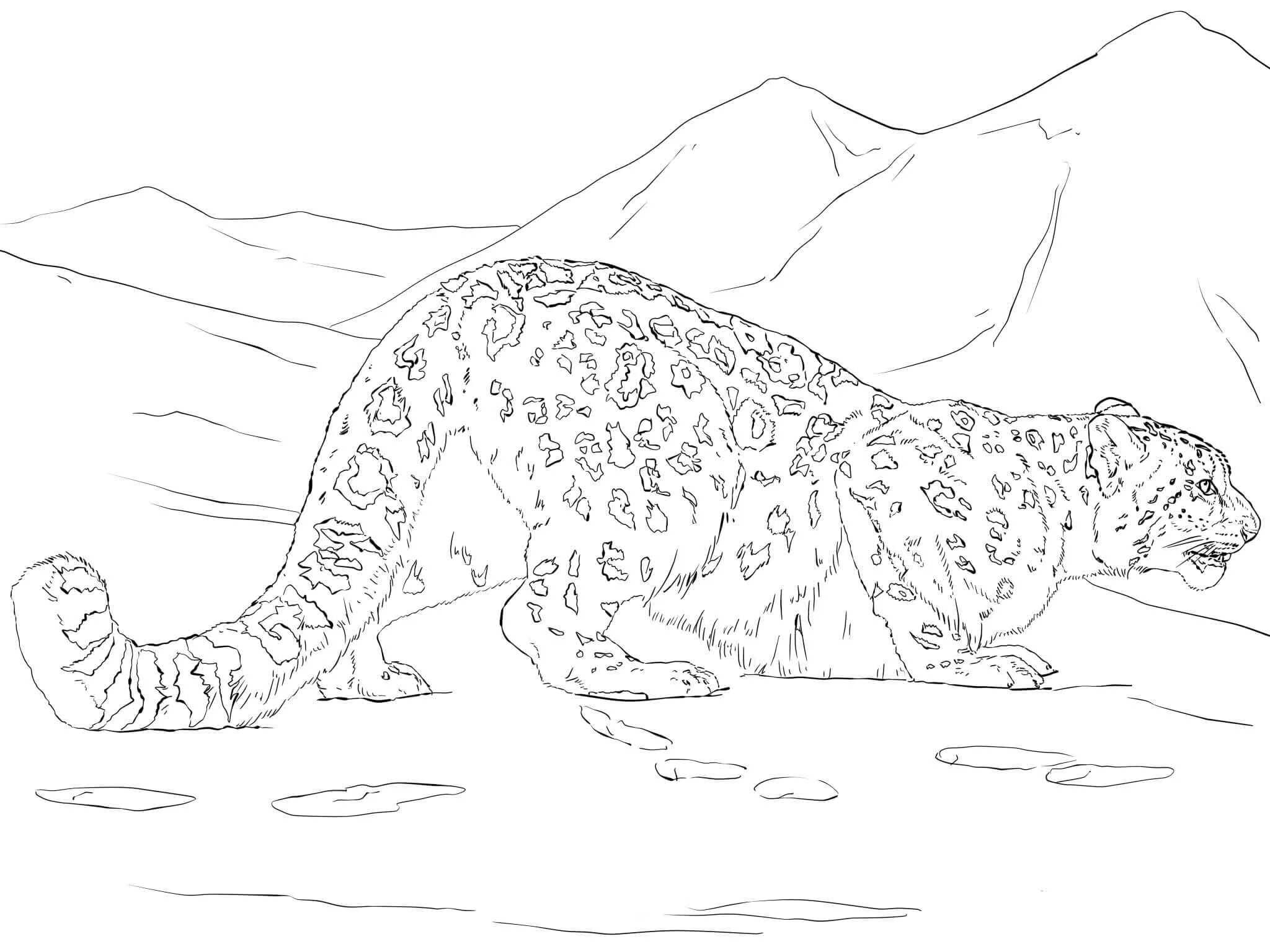 Coloring page funny snow leopard