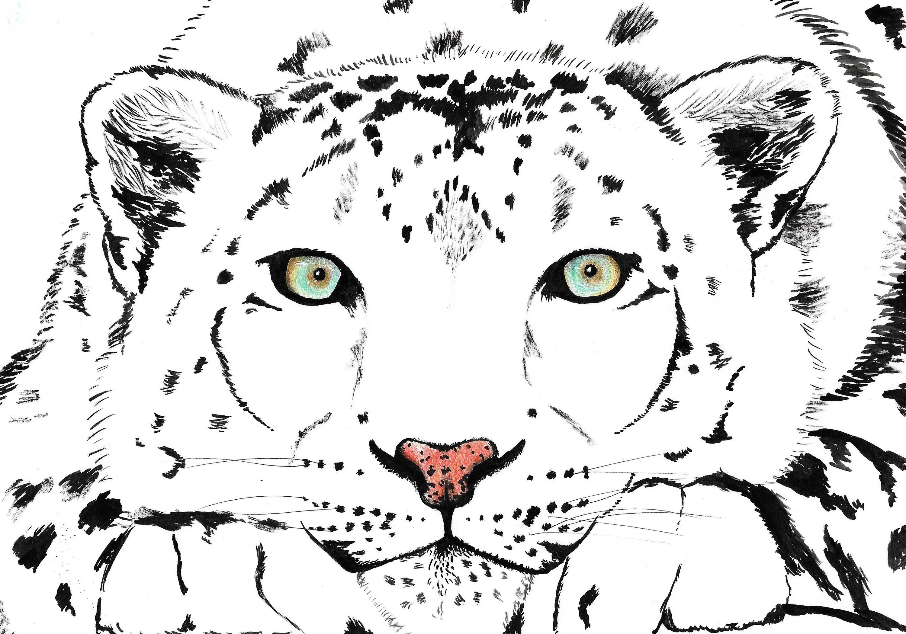 Animated snow leopard coloring page