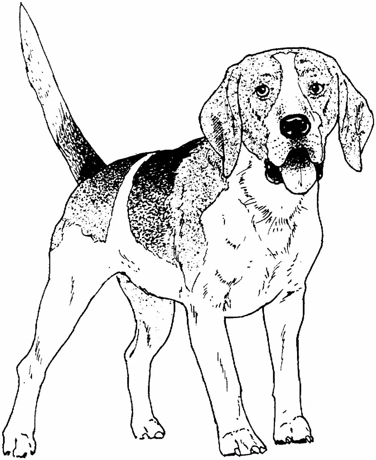 Luminous dog boy coloring book