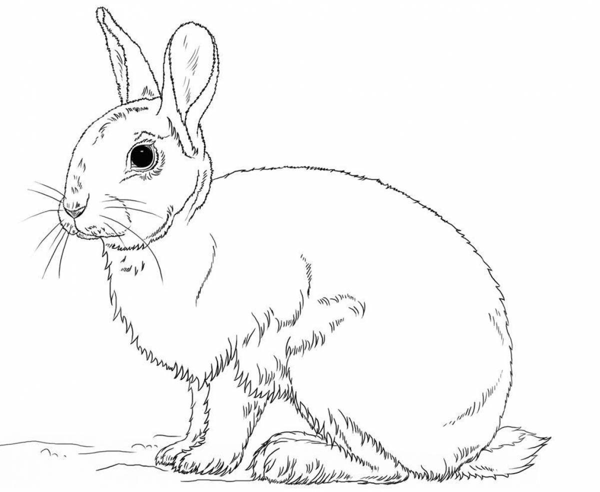 Fun coloring rabbit for kids