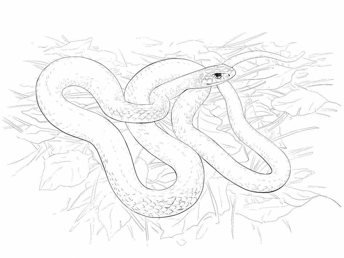 Grand Budge blue snake coloring page