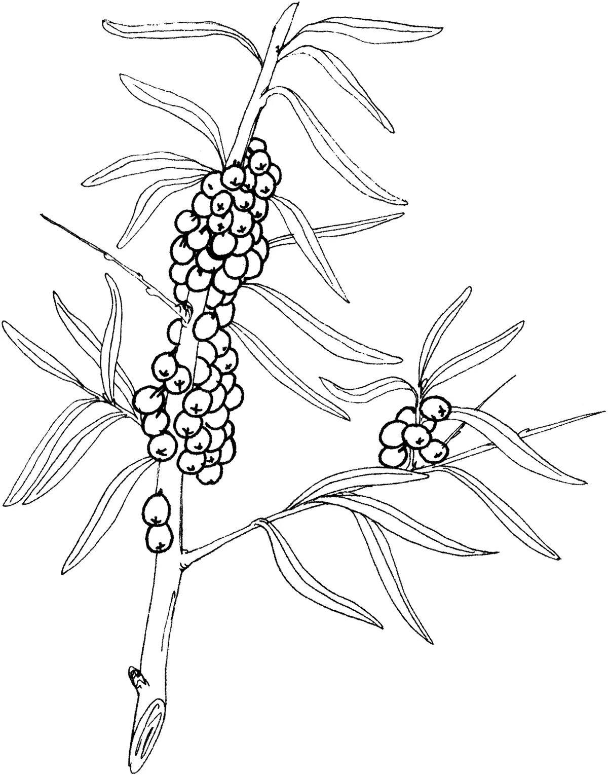 Облепиха рисунок карандашом