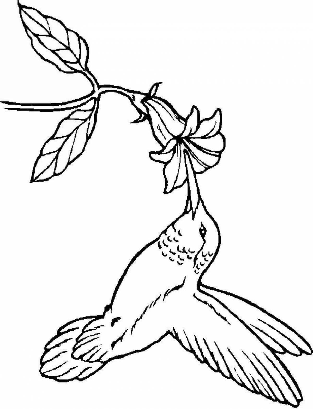 Colorful hummingbird coloring book for kids