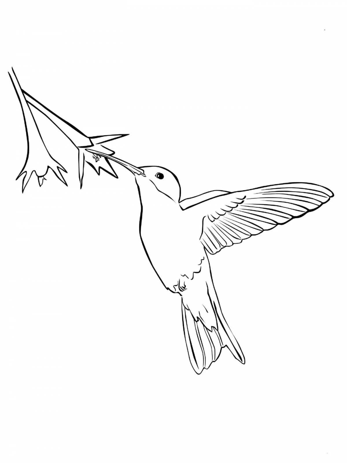 Очаровательная раскраска колибри для детей