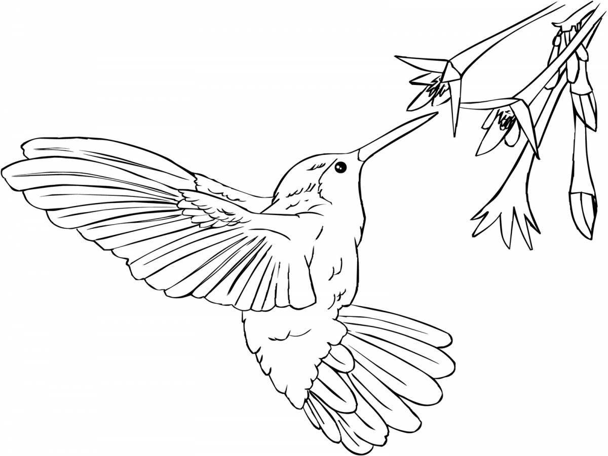 Радиантная раскраска колибри для детей