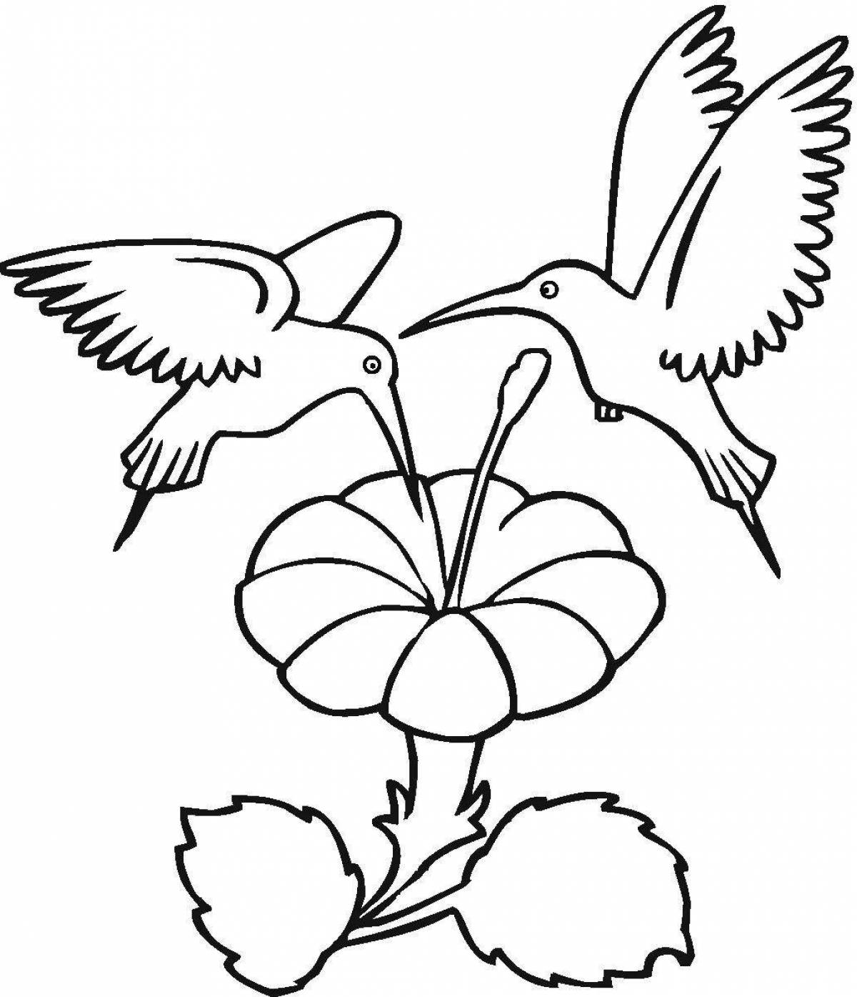 Dazzling hummingbird coloring book for kids