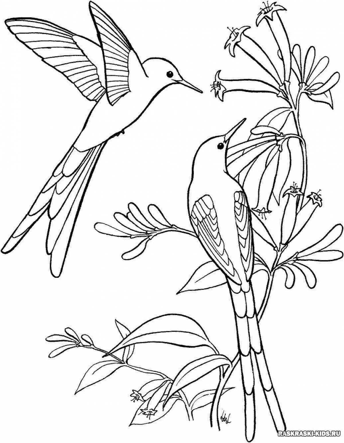 Энергичная раскраска колибри для детей