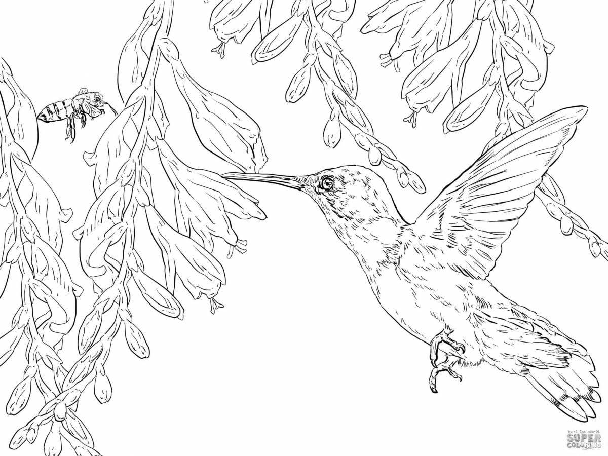 A fun coloring book for kids with hummingbirds