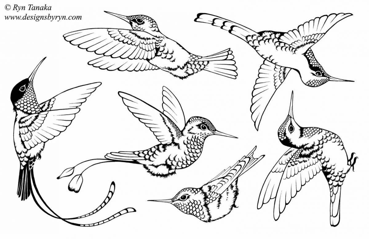 An interesting hummingbird coloring book for kids