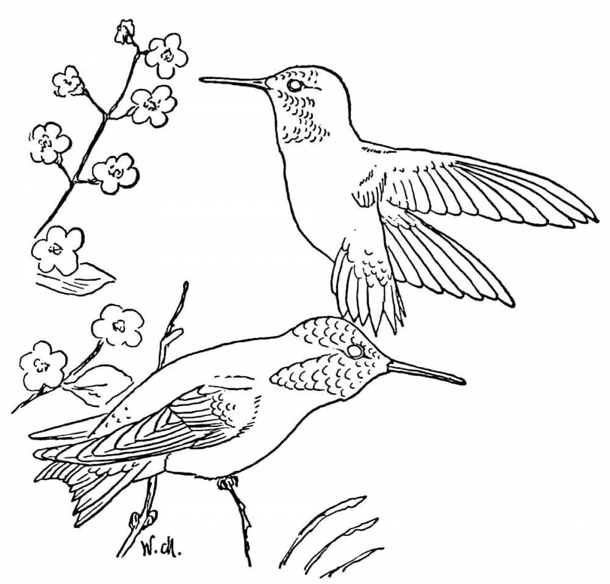 Hummingbird for kids #5