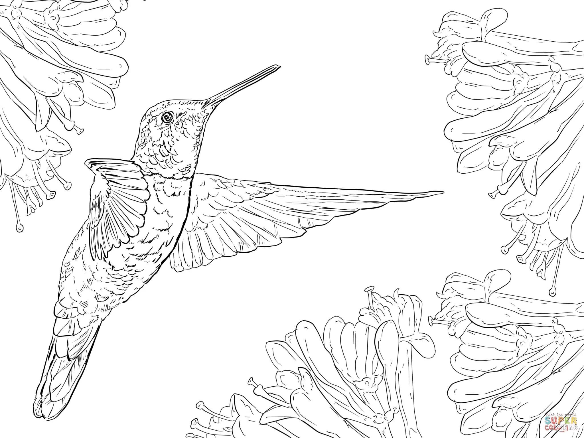 Hummingbird for kids #6
