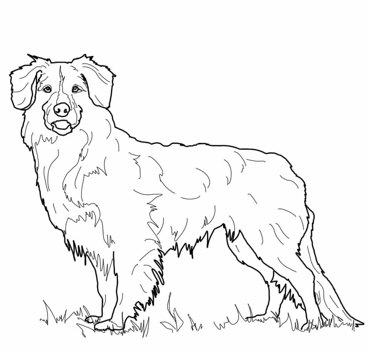 Раскраска щенок Голден ретривера
