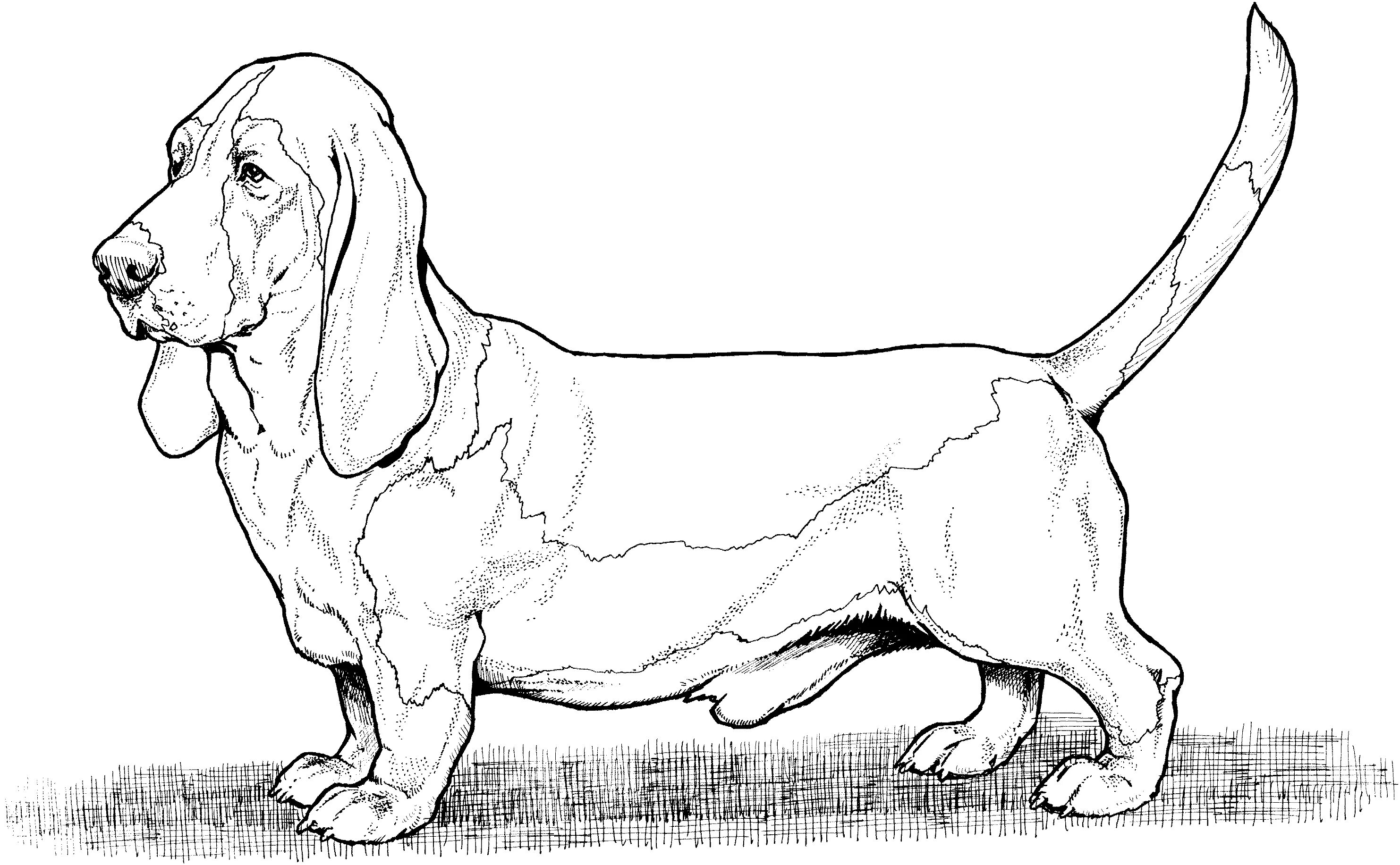 Раскраска собаки Бассет хаунд