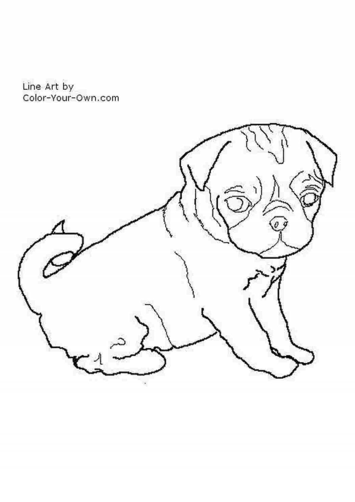 Cute pug coloring for kids