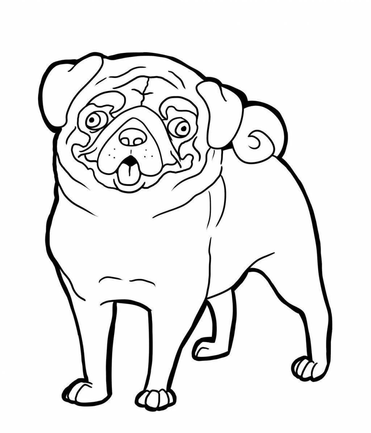 Exciting pug coloring for kids