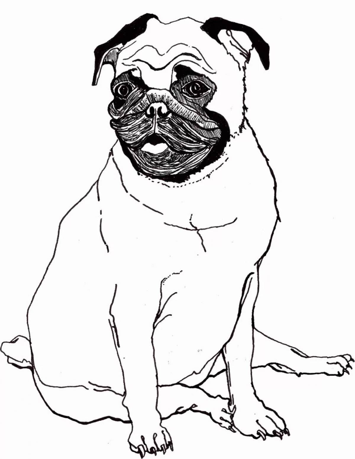 Great pug coloring book for kids