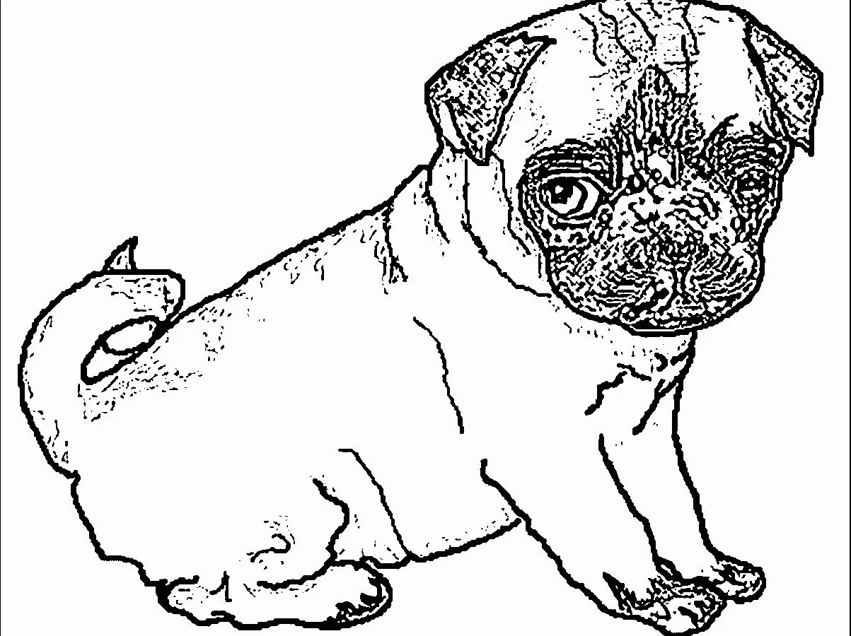 Colouring amiable pug for kids