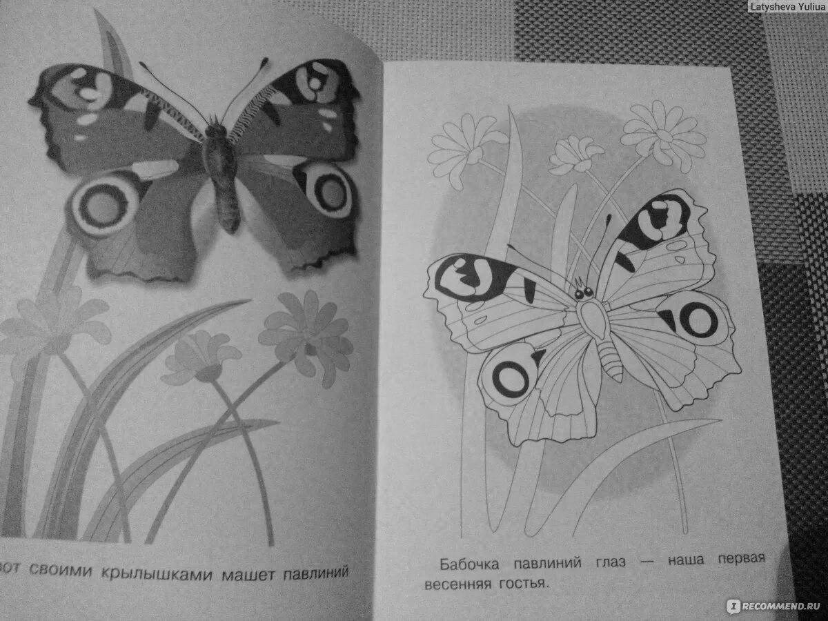 Photo Glorious peacock butterfly coloring book