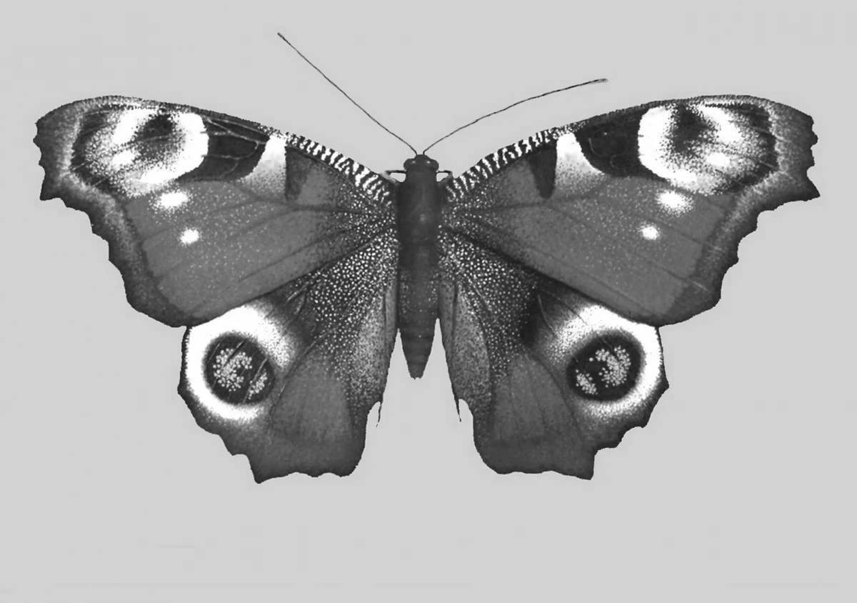 Буйная раскраска бабочка-павлин