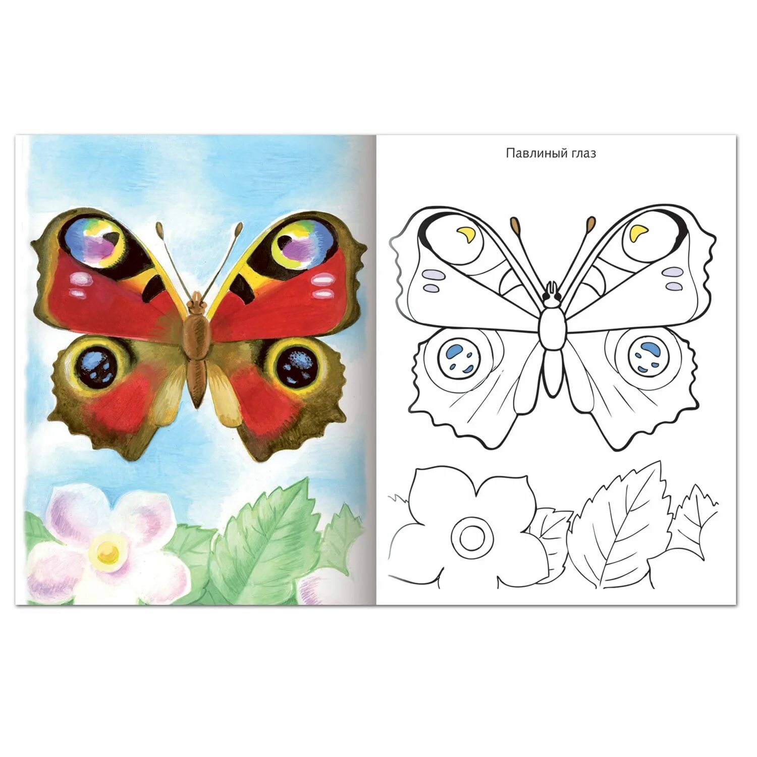 Величественно окрашенная раскраска бабочка-павлин