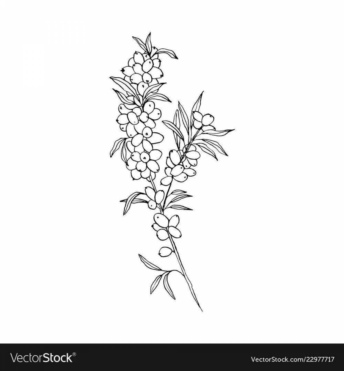 Playful sea buckthorn coloring page for kids