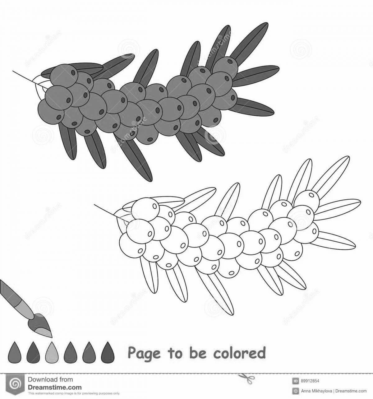 Amazing sea buckthorn coloring page for kids