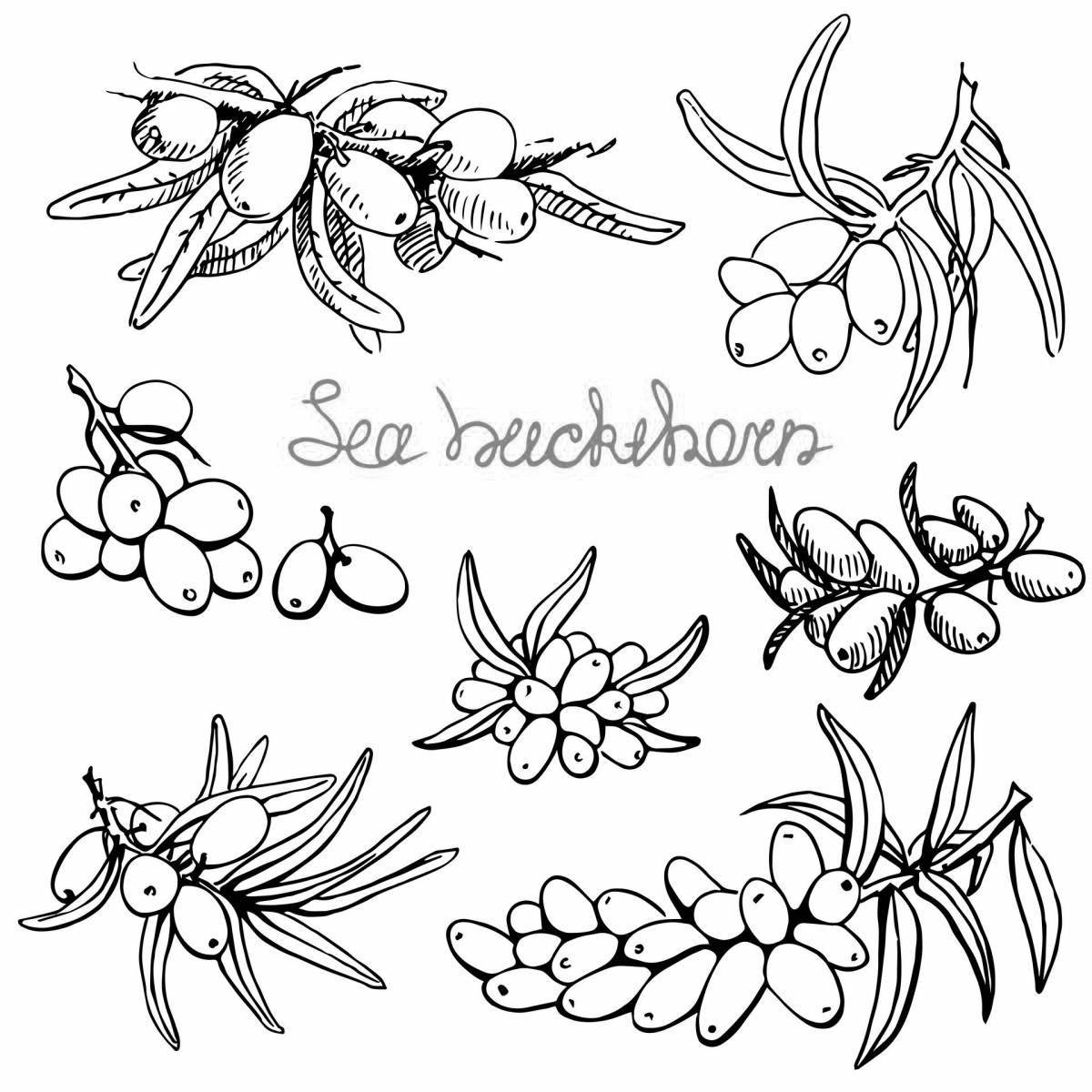 Lovely sea buckthorn coloring page for kids