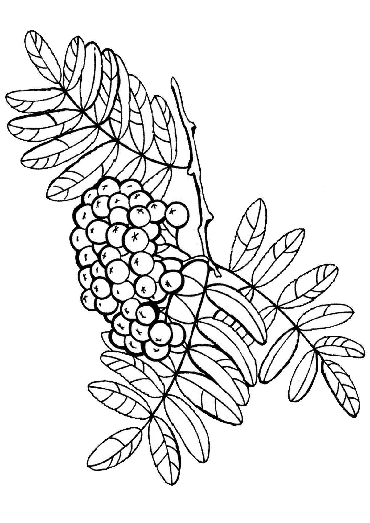 Sweet sea buckthorn coloring book for kids