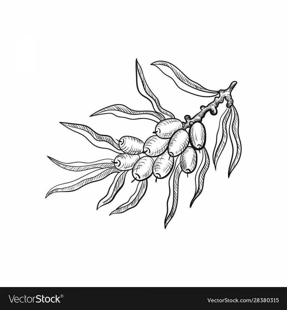 Amazing sea buckthorn coloring pages for kids