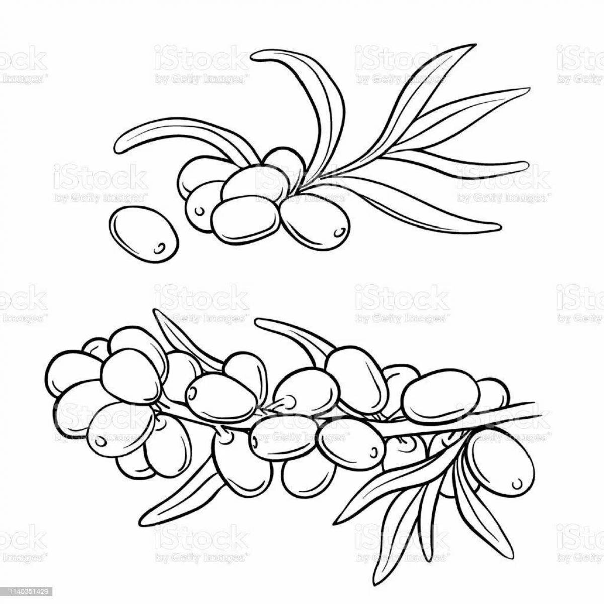 Beautiful sea buckthorn coloring page for kids