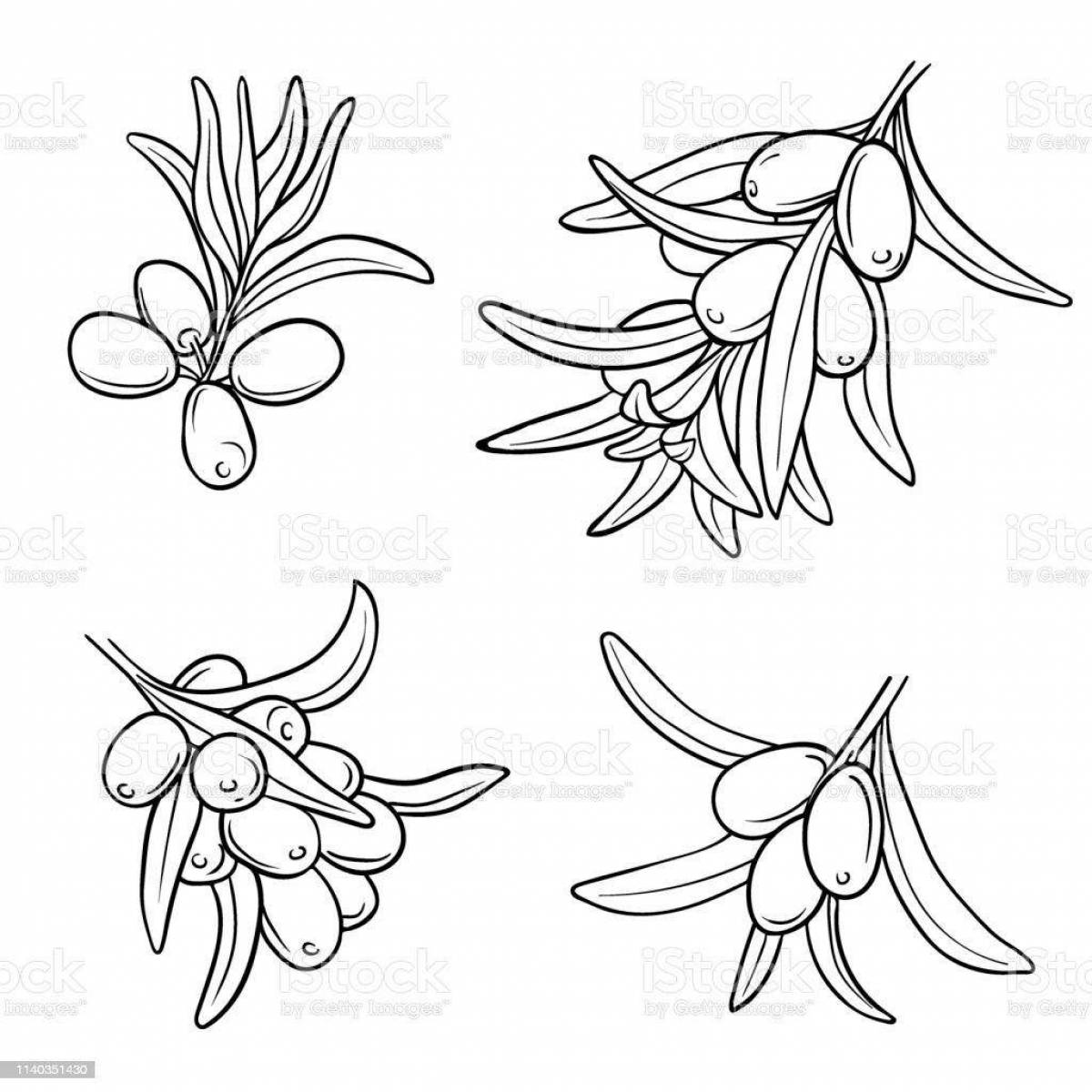 Attractive sea buckthorn coloring page for kids