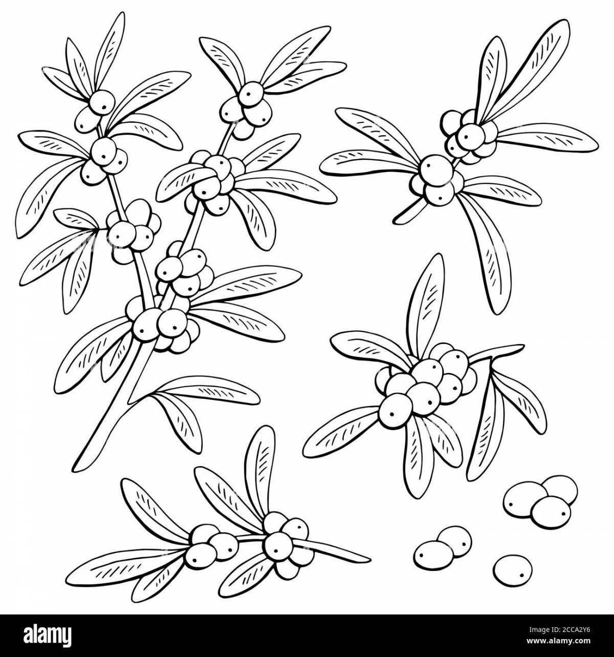 Intriguing sea buckthorn coloring book for kids