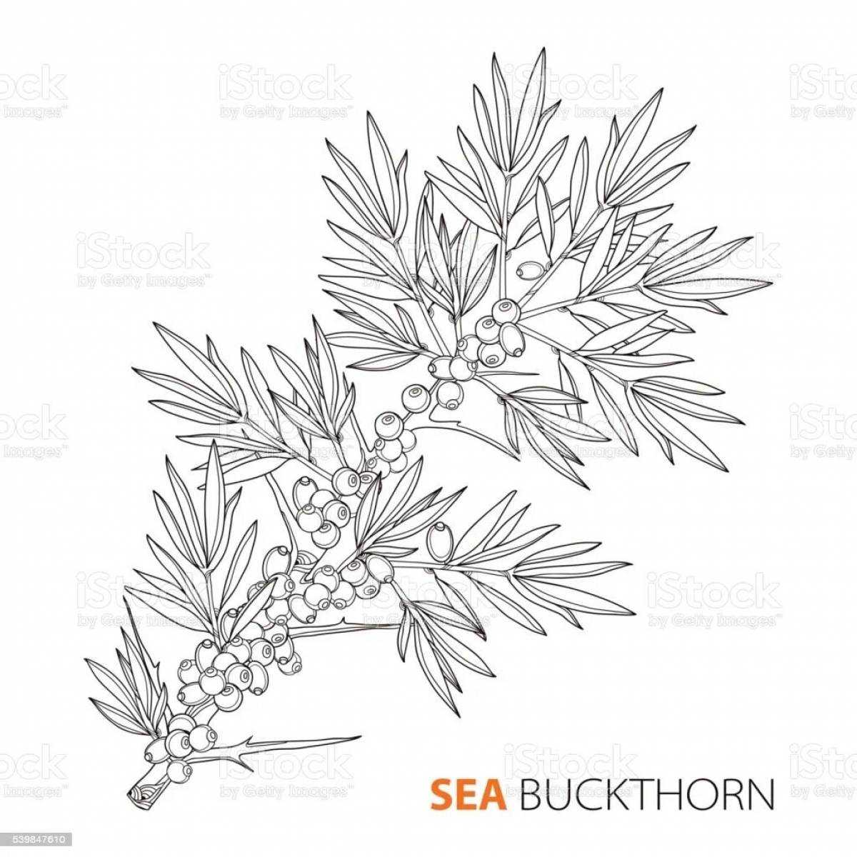 Sea buckthorn for kids #5