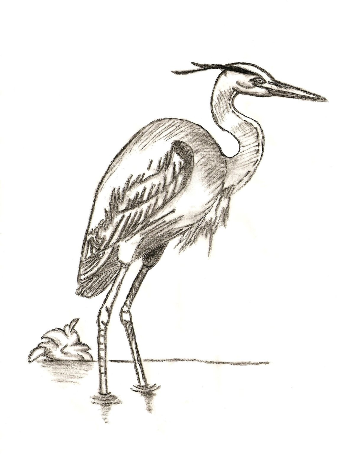 Heron and crane #14