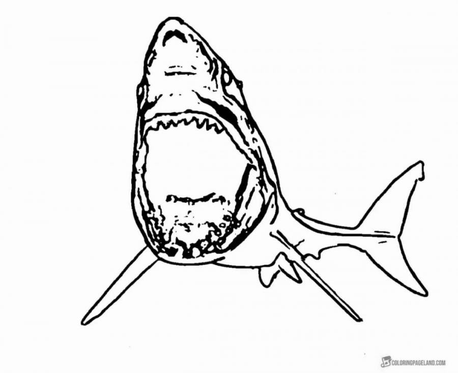Рисунок мегалодона для детей
