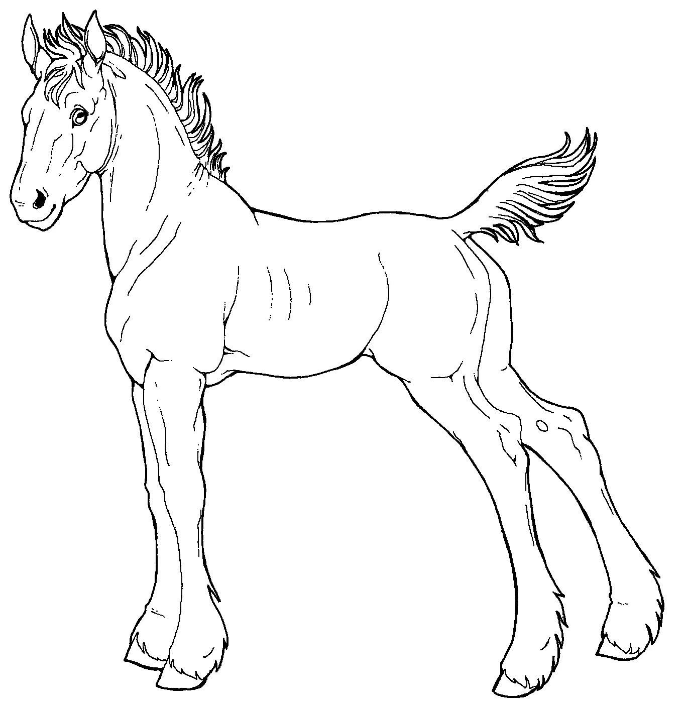 Royal foal coloring page for kids