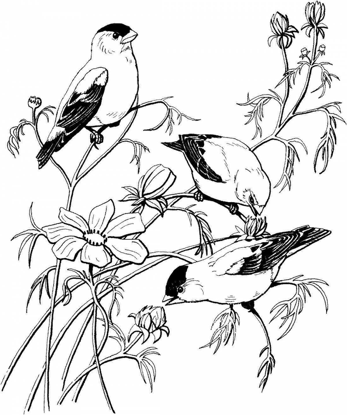 Раскраска Раскраска милый тетерев и лиса