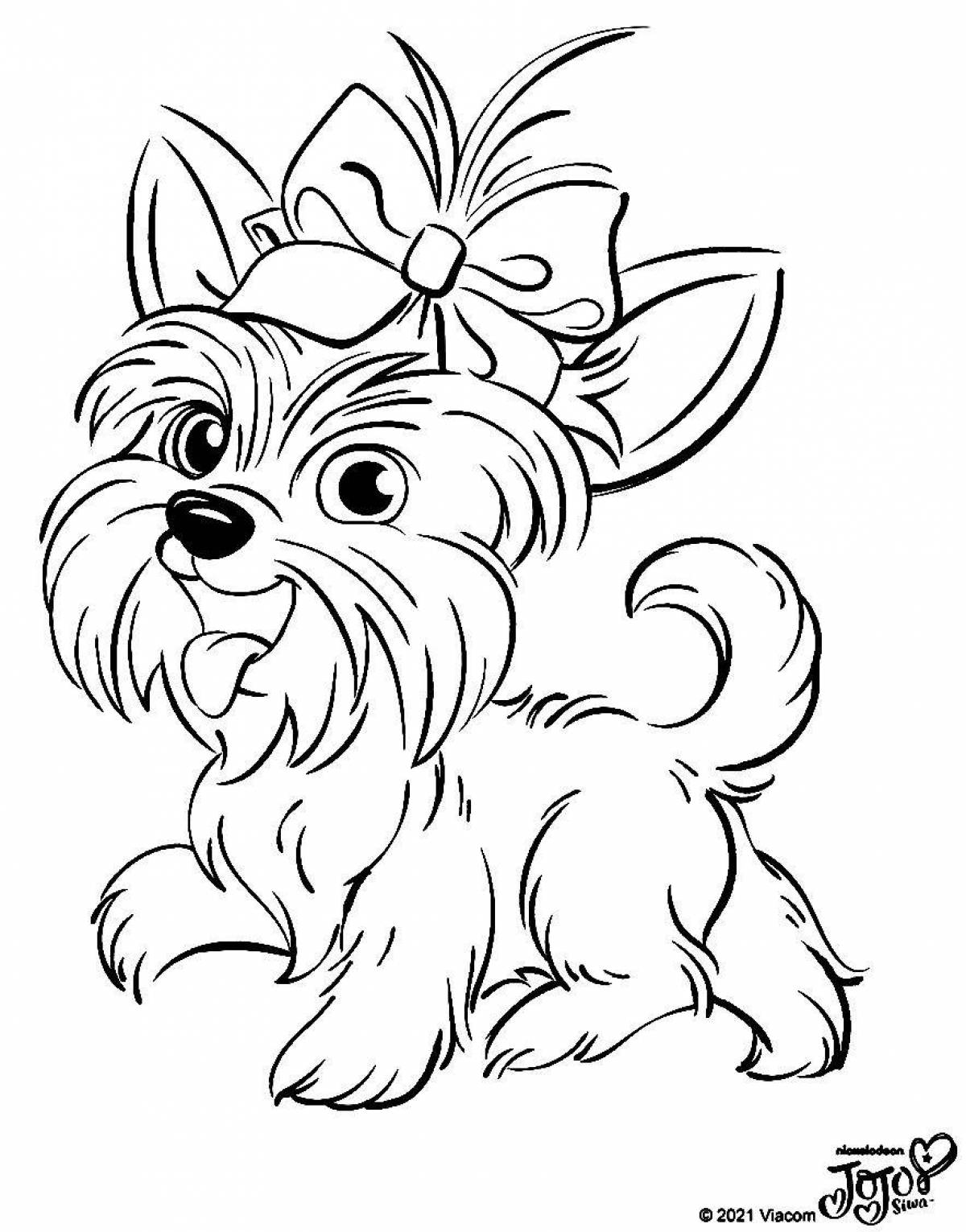 Colouring playful yorkshire terrier