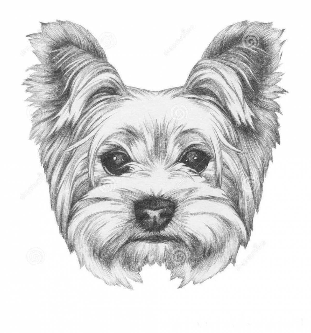 Coloring cute yorkshire terrier