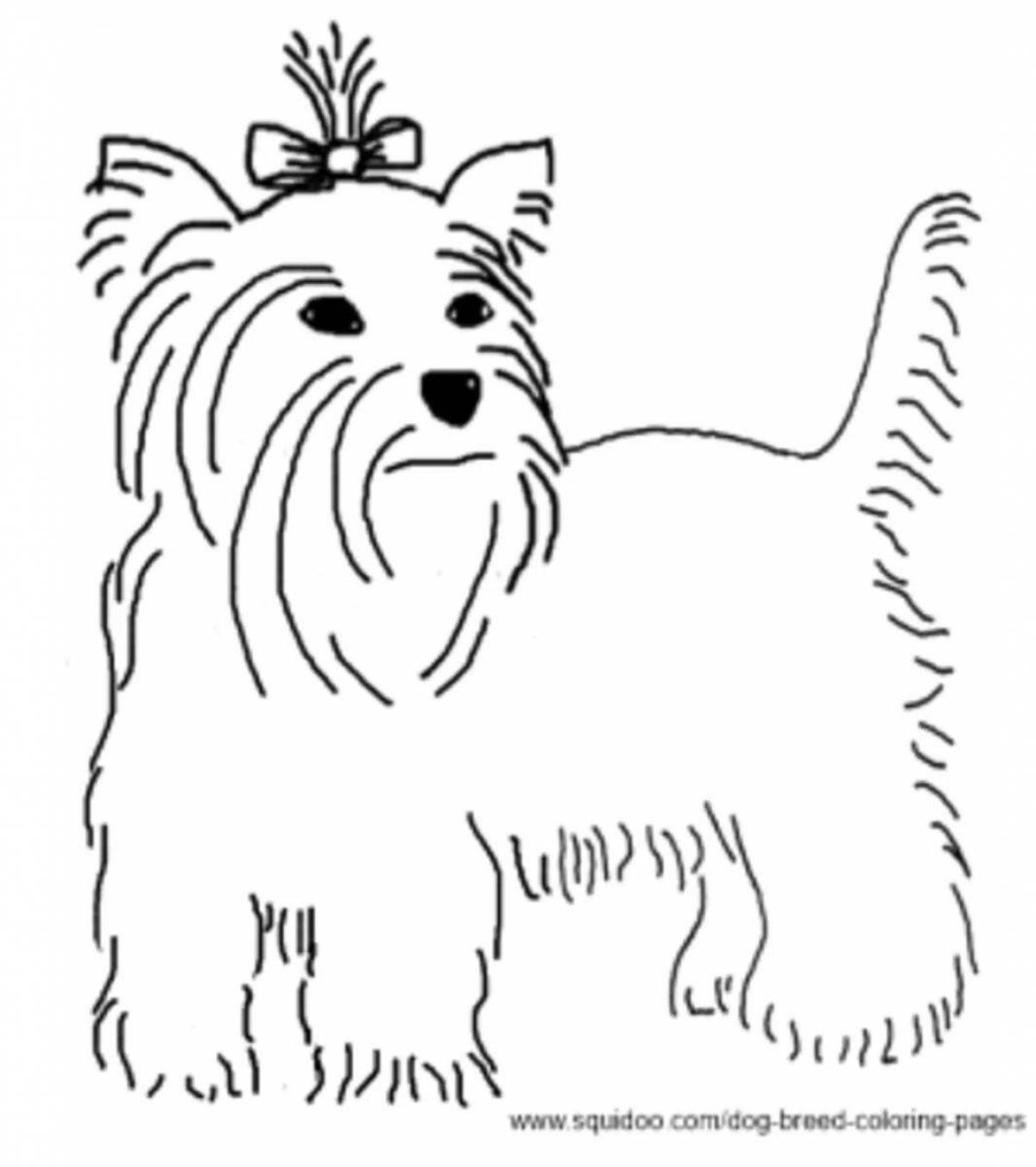 Coloring page joyful yorkshire terrier