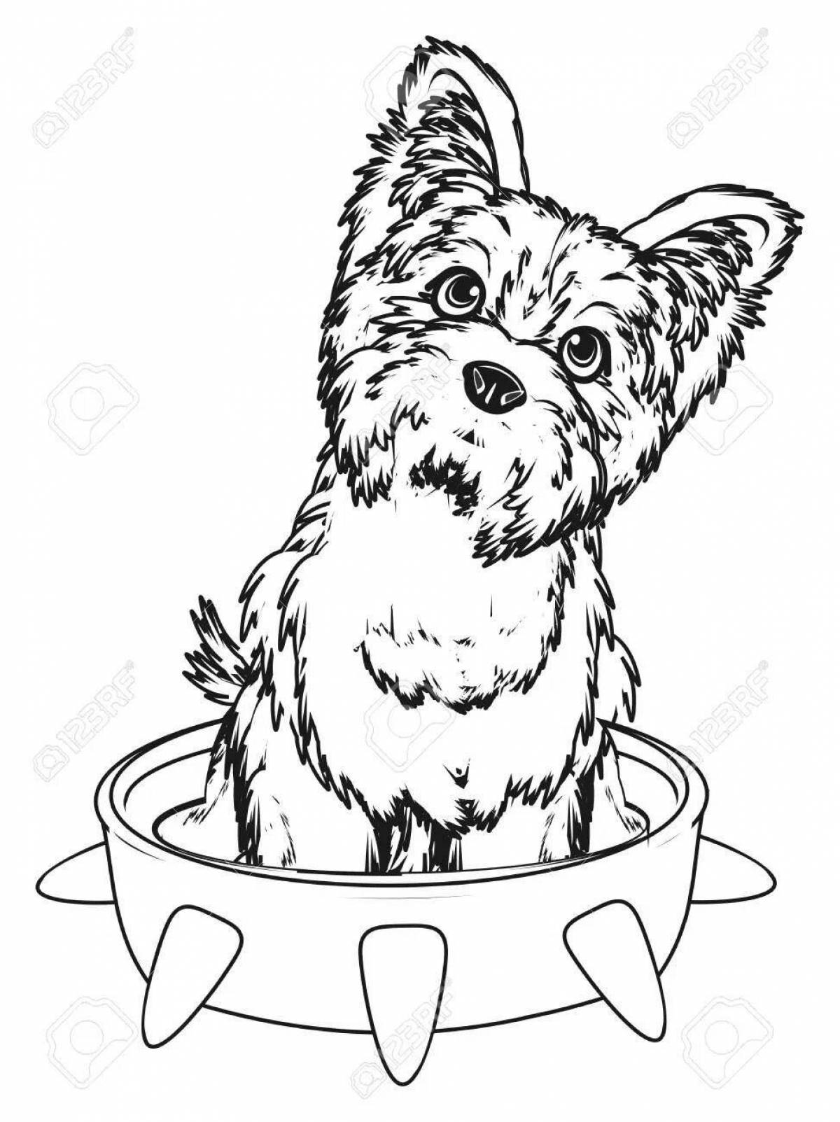 Coloring book brave yorkshire terrier