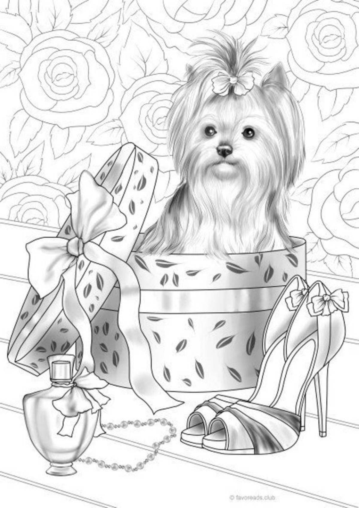Coloring live yorkshire terrier