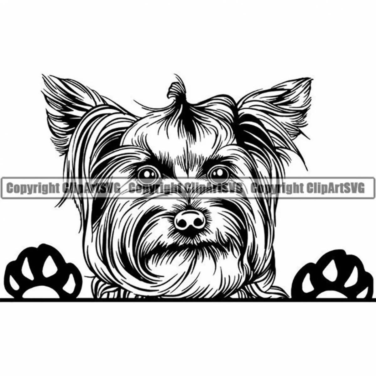 Coloring page affectionate yorkshire terrier